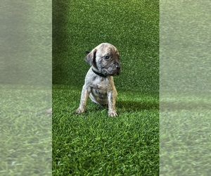 Presa Canario Puppy for sale in MOUNTAIN RANCH, CA, USA