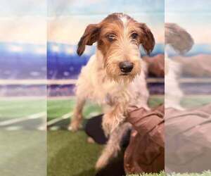 Mutt Dogs for adoption in New York, NY, USA