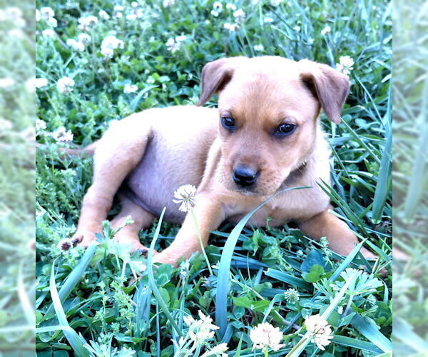 Medium Photo #5 Border Collie Puppy For Sale in Rutherfordton, NC, USA