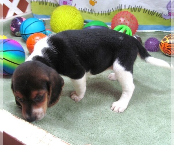 Medium Photo #8 Beagle Puppy For Sale in RATTAN, OK, USA