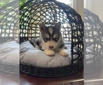 Small Photo #46 Siberian Husky Puppy For Sale in KANSAS CITY, MO, USA