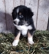 Small Photo #1 Miniature Australian Shepherd Puppy For Sale in ARTHUR, IL, USA