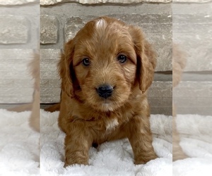 Medium Goldendoodle (Miniature)