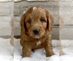 Puppy Lars Goldendoodle (Miniature)
