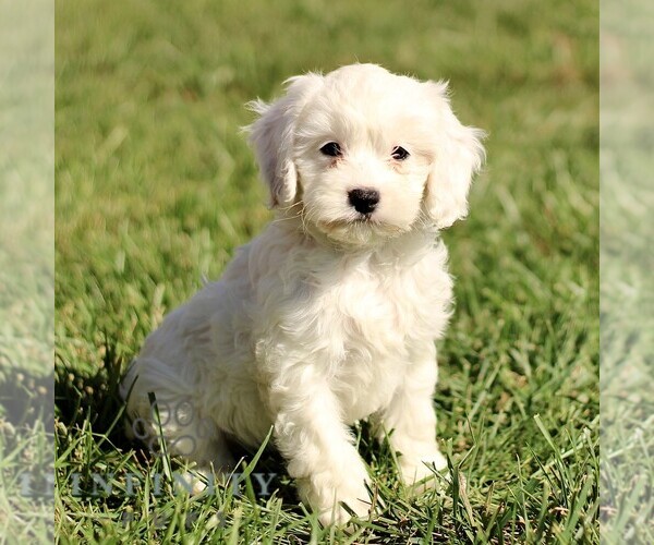 Medium Photo #3 Cavapoo Puppy For Sale in BIRD IN HAND, PA, USA