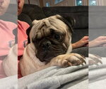Small #3 Pug