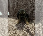 Puppy 4 Bloodhound