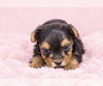 Puppy Gracie Yorkshire Terrier