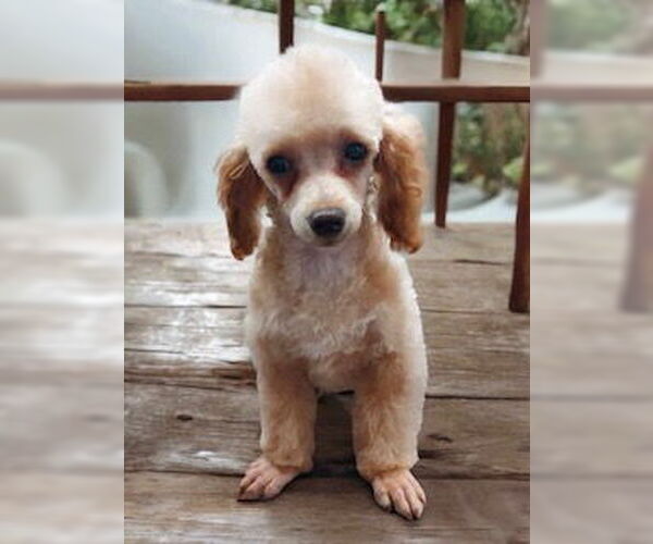 Medium Photo #1 Poodle (Miniature) Puppy For Sale in Lincolnwood, IL, USA