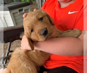 Golden Retriever Puppy for sale in EMBARRASS, MN, USA