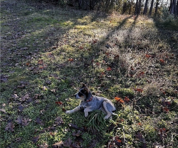 Medium Photo #2 Australian Cattle Dog Puppy For Sale in OREGON HOUSE, CA, USA