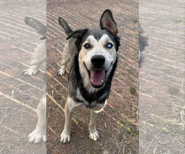 Medium Photo #3 Siberian Husky-Unknown Mix Puppy For Sale in Cedar Crest, NM, USA