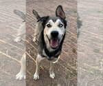 Small #2 Siberian Husky Mix