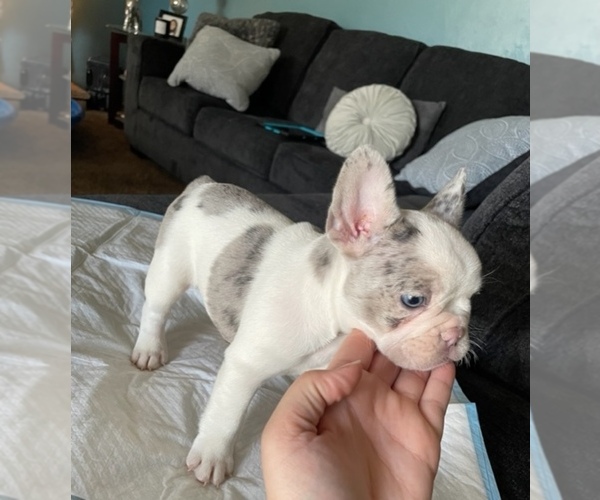 Full screen Photo #1 French Bulldog Puppy For Sale in ANTIOCH, CA, USA