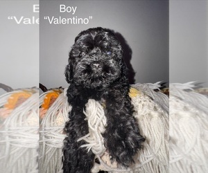 Medium Cockapoo (Miniature)