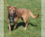 Small #1 Coonhound-Labrador Retriever Mix
