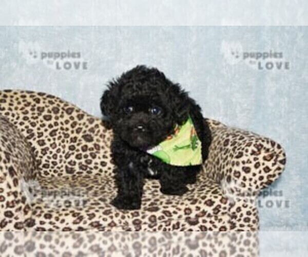 Medium Photo #12 Poodle (Toy) Puppy For Sale in SANGER, TX, USA