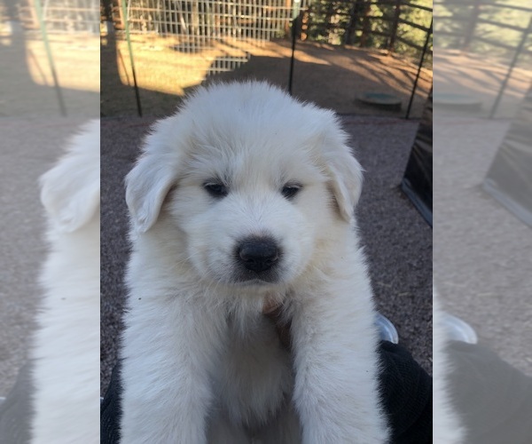 Medium Photo #12 Great Pyrenees Puppy For Sale in WOODLAND PARK, CO, USA