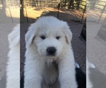 Small #11 Great Pyrenees