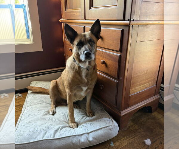 Medium Photo #12 Mutt Puppy For Sale in Boston, MA, USA