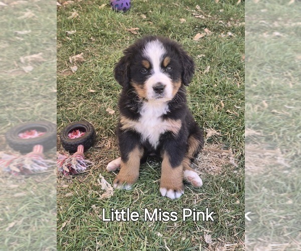 Medium Photo #3 Bernese Mountain Dog Puppy For Sale in SALMON, ID, USA