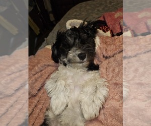 Mother of the Havanese-Mal-Shi Mix puppies born on 06/14/2025