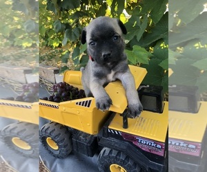 American Lo-Sze Pugg-Jack Russell Terrier Mix Puppy for sale in GRAND JCT, CO, USA