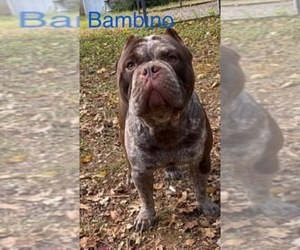 American Bully Puppy for sale in LEWISBURG, TN, USA