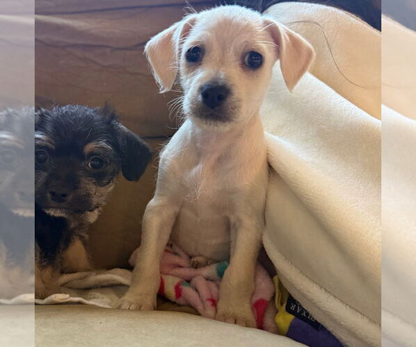 Medium Photo #1 Chihuahua-Unknown Mix Puppy For Sale in Chico, CA, USA