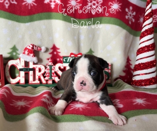 Medium Photo #1 Boston Terrier Puppy For Sale in NEWBURGH, IN, USA