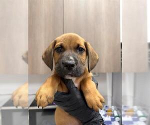 Basset Hound-Unknown Mix Dogs for adoption in Baytown, TX, USA