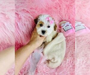 ShihPoo Puppy for sale in PEMBROKE PINES, FL, USA