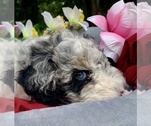 Aussiedoodle Puppy for sale in OAK HARBOR, WA, USA