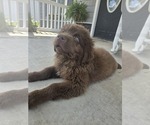 Small Photo #116 Newfoundland Puppy For Sale in TILTON, IL, USA