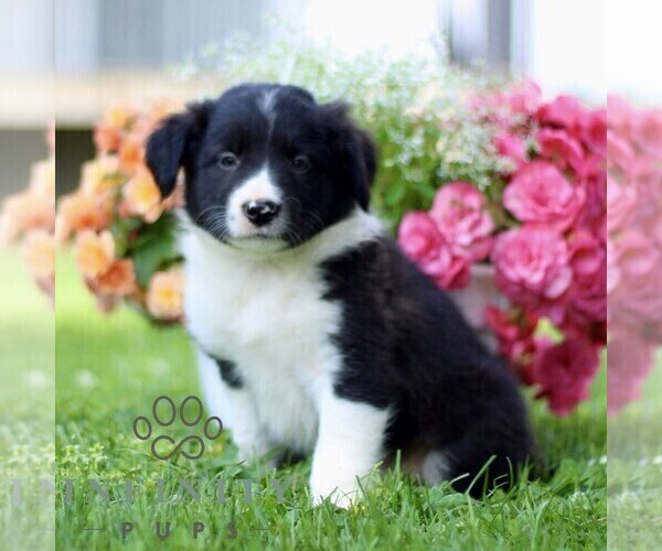 Medium Photo #4 Border Collie Puppy For Sale in QUARRYVILLE, PA, USA