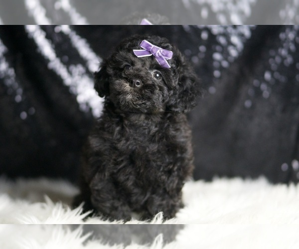 Medium Photo #3 Poodle (Toy) Puppy For Sale in WARSAW, IN, USA