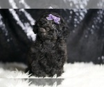 Small #2 Poodle (Toy)