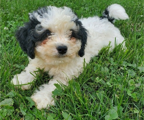 Medium Photo #8 Bernedoodle (Miniature) Puppy For Sale in LEETONIA, OH, USA