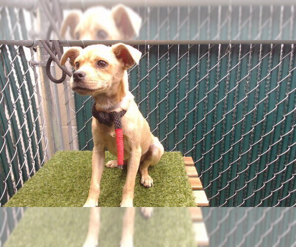 Medium Photo #1 Chihuahua-Unknown Mix Puppy For Sale in Downey, CA, USA