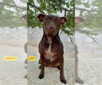 Small #2 American Pit Bull Terrier-Labrador Retriever Mix