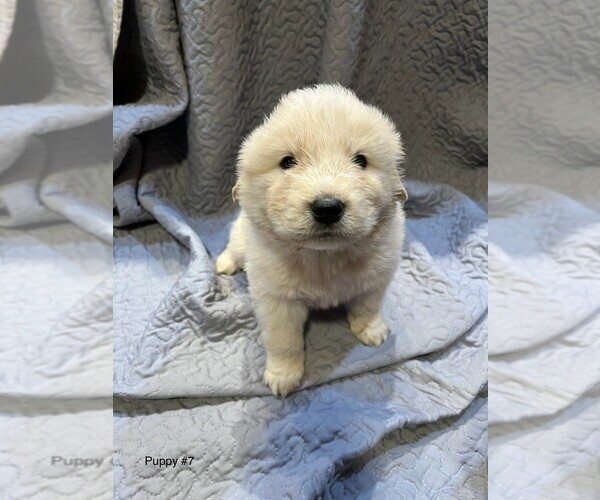 Medium Photo #20 Anatolian Pyrenees Puppy For Sale in CULDESAC, ID, USA
