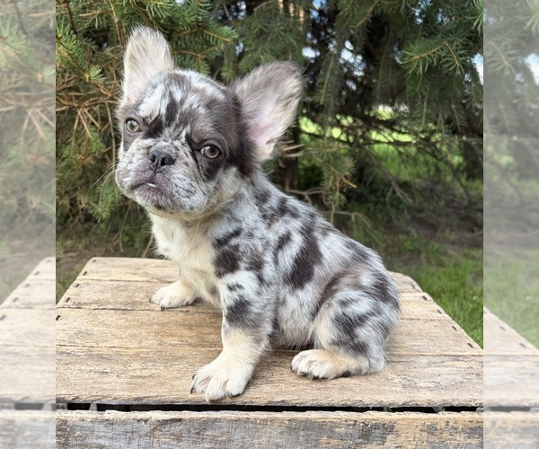 Medium Photo #3 French Bulldog Puppy For Sale in MIDDLEBURY, IN, USA