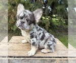 Small #2 French Bulldog