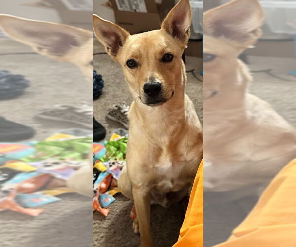 Medium Photo #1 Boxer-Unknown Mix Puppy For Sale in Dana Point, CA, USA