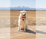 Small #1 Great Pyrenees