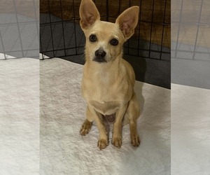 Chihuahua-Unknown Mix Dogs for adoption in Fruitland, SC, USA