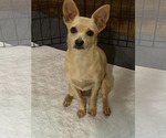 Small Chihuahua Mix