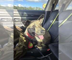 Dachshund-Unknown Mix Dogs for adoption in Oakhurst, NJ, USA