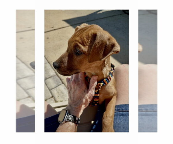 Medium Photo #7 Redbone Coonhound-Unknown Mix Puppy For Sale in Mooresville, NC, USA