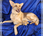 Small Photo #2 Gerberian Shepsky Puppy For Sale in Cuba, NY, USA